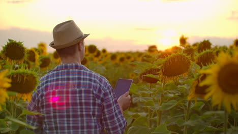 A-man-walks-across-the-field-with-big-yellow-sunflowers-and-examines-them.-He-writes-their-characteristics-to-ipad.